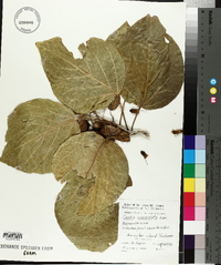 Cordia subcordata image