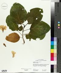 Cordia subcordata image