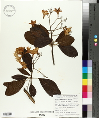 Cordia megalantha image