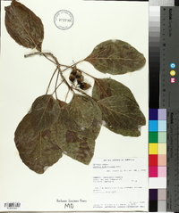 Cordia subcordata image