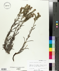 Oreocarya suffruticosa image