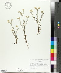 Cryptantha intermedia image