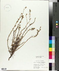 Cryptantha intermedia image