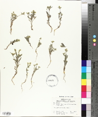 Cryptantha echinella image