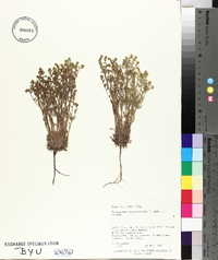 Cryptantha crassisepala image