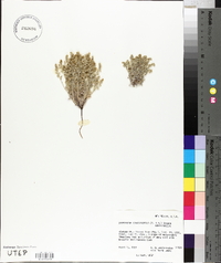 Cryptantha crassisepala image