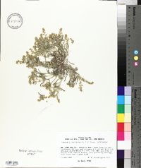 Cryptantha crassisepala image