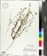 Cryptantha gracilis image