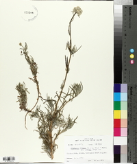 Cryptantha muricata image