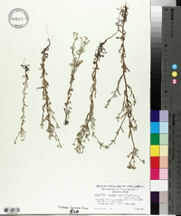 Cryptantha microstachys image