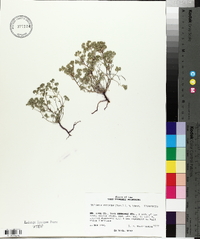 Eremocarya micrantha image