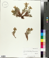 Cryptantha jonesii image