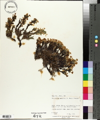 Oreocarya paradoxa image