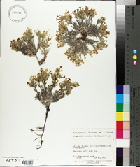 Oreocarya paradoxa image