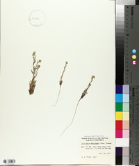 Cryptantha pterocarya image