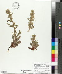 Cryptantha sericea image