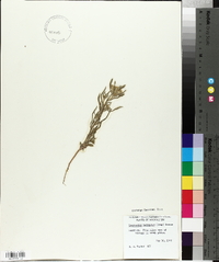 Cryptantha torreyana image