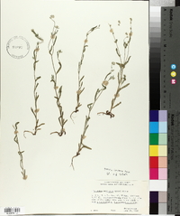 Cryptantha torreyana image