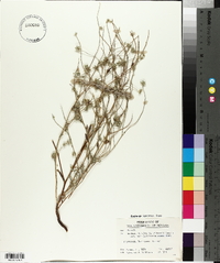 Cryptantha torreyana image