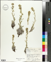 Oreocarya stricta image
