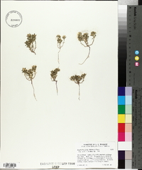 Cryptantha similis image