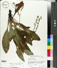 Cynoglossum virginianum image