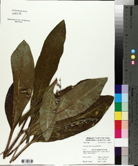 Cynoglossum virginianum image