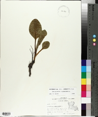 Cynoglossum virginianum image