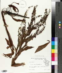 Cynoglossum officinale image