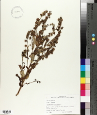 Cynoglossum officinale image