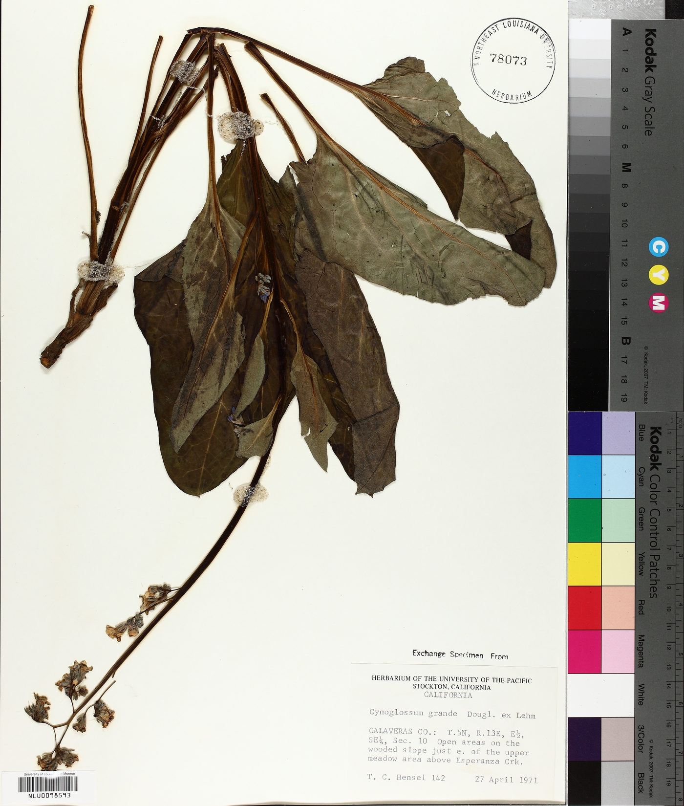 Cynoglossum grande image