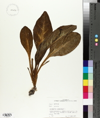 Cynoglossum virginianum image