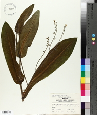 Cynoglossum virginianum image