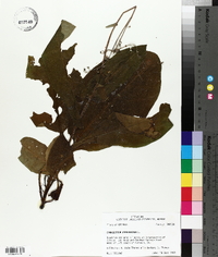 Cynoglossum virginianum image