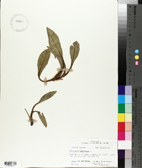 Cynoglossum virginianum image