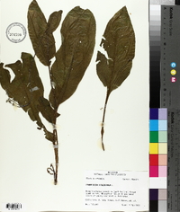 Cynoglossum virginianum image