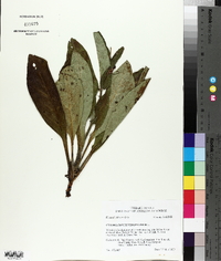 Cynoglossum virginianum image