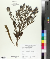 Echium vulgare image