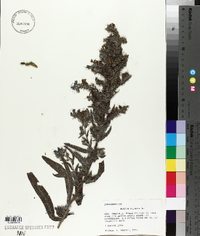 Echium vulgare image