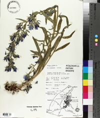 Echium vulgare image