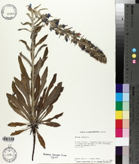 Echium vulgare image