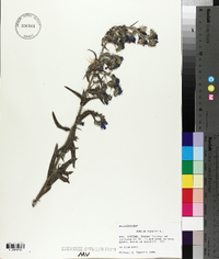 Echium vulgare image