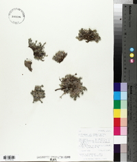 Eritrichium argenteum image