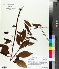 Hackelia virginiana image