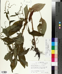 Hackelia virginiana image