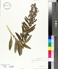 Cynoglossum officinale image