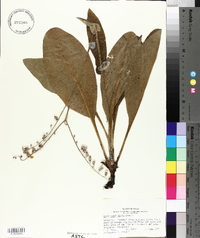 Cynoglossum virginianum image