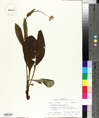 Cynoglossum virginianum image