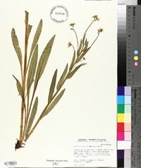 Hackelia jessicae image