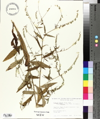 Hackelia deflexa subsp. americana image